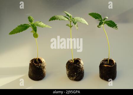 Cannabissamen, beginnend mit Kokokospaletten. Marihuanaanbau. Baby Hanf Nahaufnahme. Stockfoto