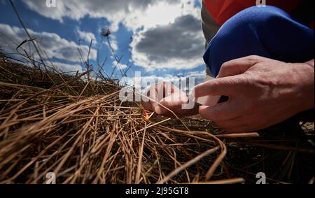 Mann, der altes getrocknetes Gras auf dem Feld verbrennt. Nahaufnahme der Hand, die brennendes Streichholz hält und trockenes Gras mit bewölktem Himmel auf verschwommenem Hintergrund in Brand setzt. Konzept der Ökologie und des menschlichen Faktors in Bränden. Stockfoto