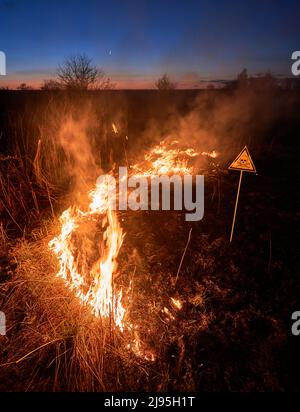 Brennendes trockenes Gras und giftiges Gift in der Nacht. Gelbes Dreieck mit Schädel und Kreuzknochen warnen vor giftigen Substanzen und Gefahr im Feld mit Feuer. Konzept für Gefahren und Naturkatastrophen. Stockfoto