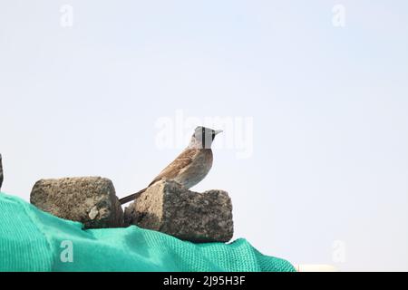 ROT BELÜFTETER BULBUL-VOGEL Stockfoto