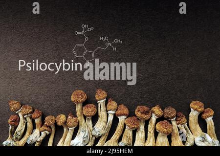 Getrocknetes Psilocybe cubensis auf schwarzem Boden mit Psilocybin-Formel, flach liegend. Magie schäume den Goldenen Lehrer, spirituelle Erfahrung. Aus dem Stockfoto