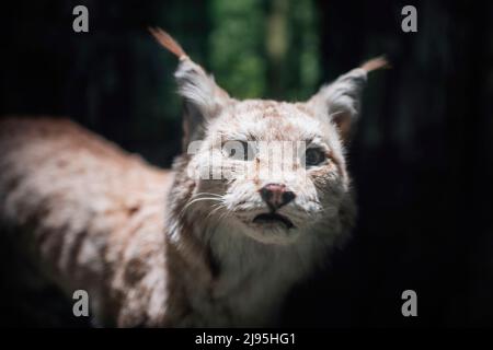 Estnisches Naturkundemuseum in Tallinn, Estland Stockfoto