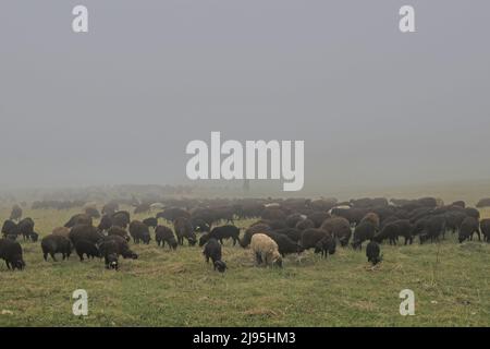 An einem sehr nebligen Tag grast eine große Herde Schafe auf einer Hochalm. Silhouette eines Hirten auf einem Pferd im Nebel. Stockfoto