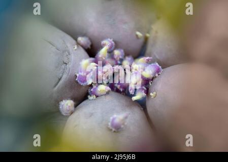 Nahaufnahme von fünf Kartoffeln mit violetten Sprossen. Abstraktes Konzept Stockfoto