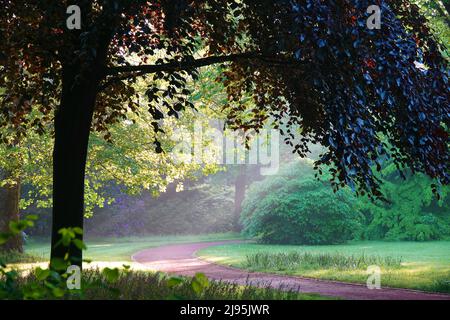 Oldenburg, am frühen Morgen im Schlossgarten. Sonnenstrahlen leuchten durch die Bäume auf einer Wiese. Im Vordergrund eine rote Buche Stockfoto