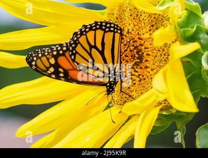 Ein Monarchschmetterling ernährt sich im August von einer Sonnenblume. Stockfoto