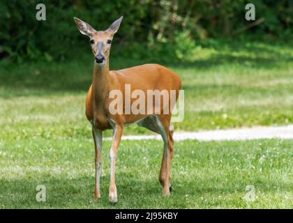 Ein Hirsch mit weißem Schwanz, ein Reh, blickt vorsichtig auf die Kamera. Vororte von Waukesha County, Wisconsin. Stockfoto