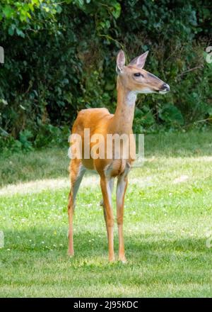Ein Hirsch mit weißem Schwanz, ein Reh, blickt vorsichtig auf die Kamera. Vororte von Waukesha County, Wisconsin. Stockfoto