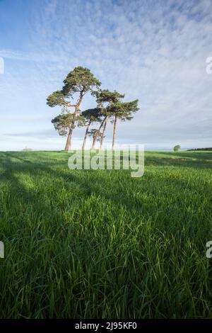 Ein Stand von schottischen Kiefern in einem landwirtschaftlichen Feld von frischem Frühlingswachstum. Somerset, Großbritannien. Stockfoto