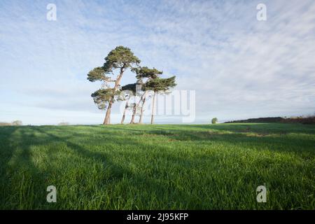 A stand of Scots Pine trees in an agricultural field of fresh spring growth. Somerset, UK. Stockfoto
