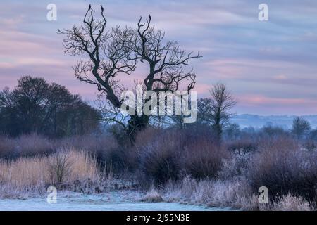 Drei Kormorane in einem Baum an einem frostigen Morgen am Ufer des Flusses Stour in Fiddleford, Dorset, England, Großbritannien Stockfoto