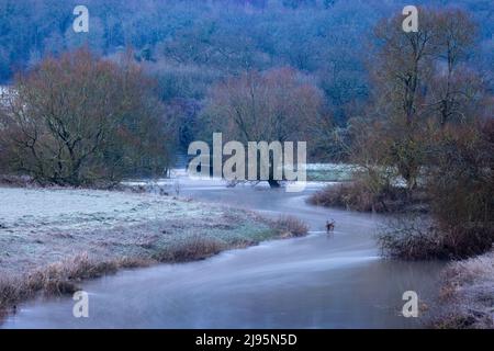 Ein frostiger Morgen am Ufer des River Stour in Fiddleford, Dorset, England, Großbritannien Stockfoto