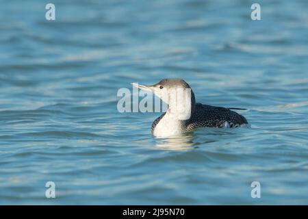 Rotkehlloon (Gavia stellata) schwimmt im Winter in der Nordsee Stockfoto