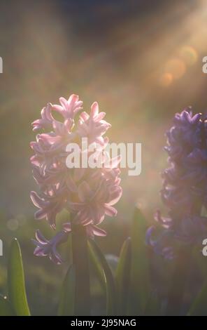 Wunderschöne Hyazinthen mit sanften rosa Blüten, die im Garten wachsen und mit abendlichen Sonnenstrahlen bedeckt sind Stockfoto