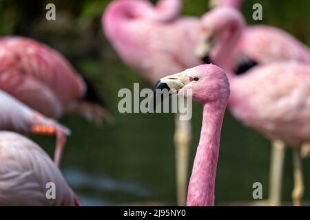 Nahaufnahme von Kopf und Hals eines Flamingos der Anden in einer Kolonie Stockfoto