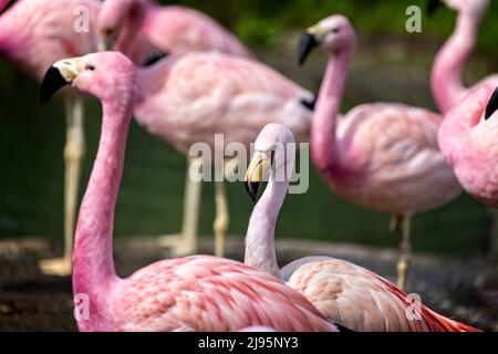 Nahaufnahme von Kopf und Hals eines Jakobus's Flamingo inmitten einer Kolonie von Andenflamingos Stockfoto