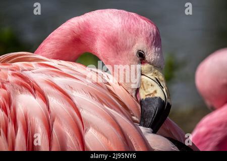 Nahaufnahme von Kopf und Hals eines Flamingo mit Schnabel in den Federn Stockfoto