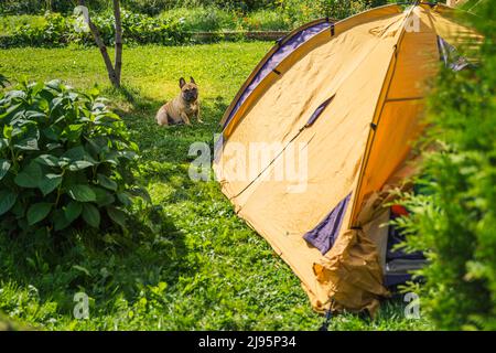 Kleiner Hund, der in der Nähe des orangefarbenen Touristenzelts läuft. Familienausflug, Wanderung in die Natur. Hinterhof-Spiele, Spaß haben. Erholung im Freien, Aktivität. Selbstmontage, Einstellung Stockfoto