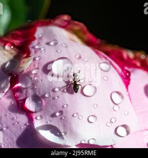 Eine Ameise, die im Frühling auf einer Pfingstrose mit Tropfen nach dem Regen läuft Stockfoto