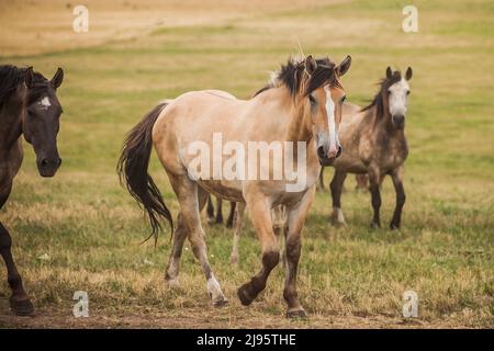 Familie der Pferde in das Feld Stockfoto