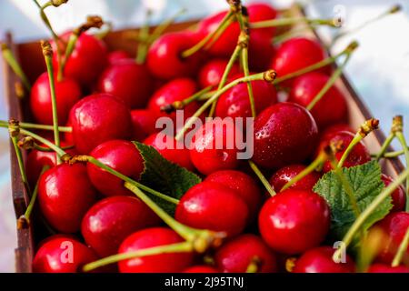 Unschärfe-Nahaufnahme-Box, Crape von dunkelroten, nassen Süßkirschen mit Schwanz und Blättern auf weißem Hintergrund. Sommerfrüchte und Beeren. Ernte und cr Stockfoto