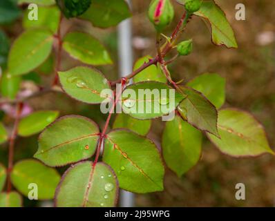 Nahaufnahme mit selektivem Fokus auf Rosenblätter. Regentropfen auf Rosenblättern. Stockfoto