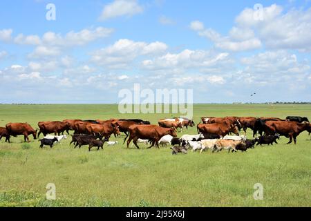 Viele Kühe und Ziegen auf dem Feld. Krim, Russland Stockfoto