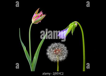 Bunte Blumenverbunde (Tulpe, Dandelion und Violet) isoliert vor schwarzem Hintergrund - North Carolina, USA Stockfoto