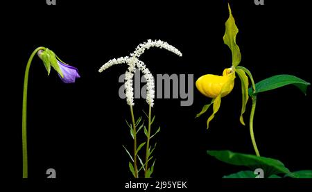 Bunte Wildblumen-Komposite (Violet, Fairy Wand und Yellow Lady's Slipper) isoliert vor schwarzem Hintergrund - North Carolina, USA Stockfoto