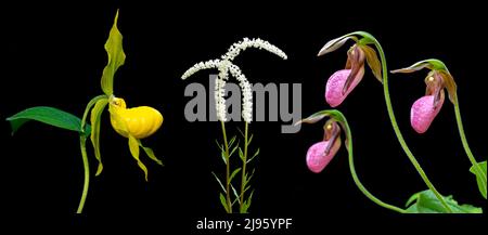 Bunte Wildblumen-Kompositen (Yellow Lady's Slipper, Fairy Wand und Pink Lady's Slipper) isoliert vor schwarzem Hintergrund - North Carolina, USA Stockfoto