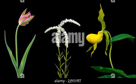 Farbenfrohe Blumenwerkstoffe (Tulpe, Fairy Wand und Yellow Lady's Slipper) isoliert vor schwarzem Hintergrund - North Carolina, USA Stockfoto