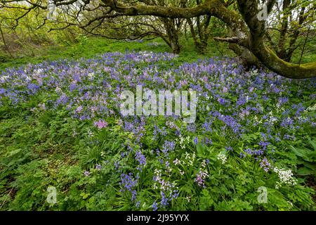 Ein Teppich aus Bluebells ( Hyacinthoides non-scripta) bedeckt den Boden in einem kleinen Wald bei Gyre, Orkney Islands, Schottland. Stockfoto