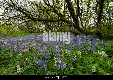 Ein Teppich aus Bluebells ( Hyacinthoides non-scripta) bedeckt den Boden in einem kleinen Wald bei Gyre, Orkney Islands, Schottland. Stockfoto