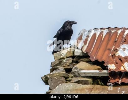 Raven, Corvus corax, thront auf dem Dach eines verwüstenden Gebäudes, Orkney Islands, Schottland. Stockfoto