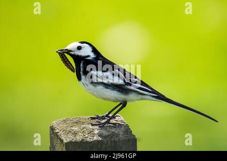 Pied Wagtail, Motacilla alba auf einem Zaunpfosten mit einer Raupe, Orkney Islands, Schottland. Stockfoto