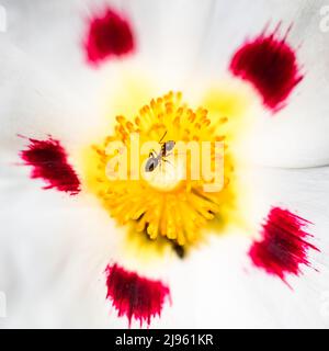 Eine Ameise, die auf einer graublättrigen Zistrose geht, bunte Blume im Frühling Stockfoto