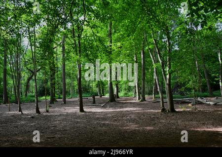 Highwood Country Park Stockfoto