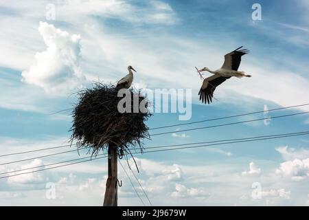 Weißer Storch mit Baumzweig im Schnabel, der in der Frühjahrssaison zu seinem Nest zurückkehrt. Das Nestgebäude des Storchs. Vogelfotografie Stockfoto