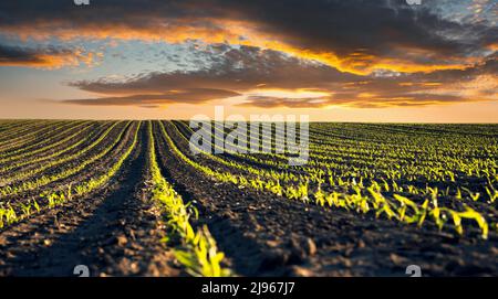 Grüne Maisreihen und Wellen der landwirtschaftlichen Felder der Ukraine. Dramatischer Sonnenuntergang. Landwirtschaftliches Hintergrund-Panorama Stockfoto