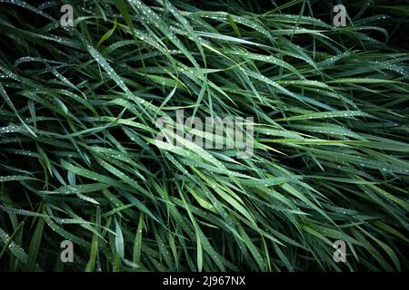 Frisches grünes Gras mit morgendlichen Tau-Tropfen aus der Nähe. Natur Hintergrund Stockfoto