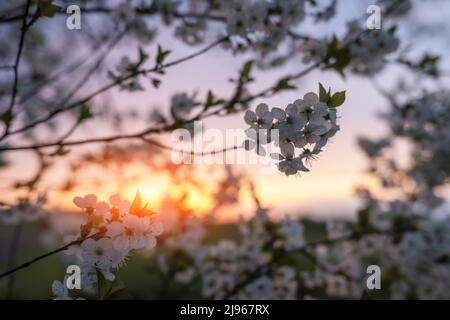 Kirschzweig mit Blumen blüht bei Sonnenuntergang. Natur Frühling Hintergrund Stockfoto