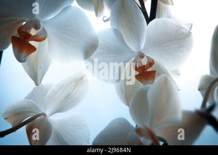 Orchidee mit weißen Blüten auf verschwommenem Hintergrund, Nahaufnahme. Blüte panaenopsis Orchidee für Publikation, Design, Plakat, Kalender, Post, Bildschirmschoner Stockfoto