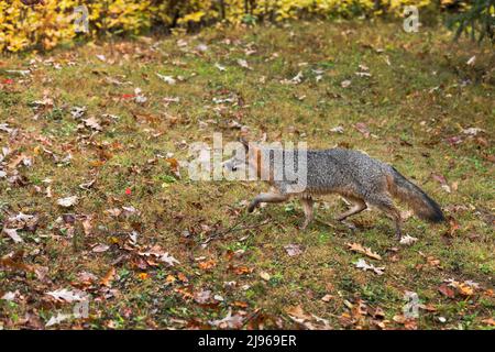 Grauer Fuchs (Urocyon cinereoargenteus) trabt links Herbst - gefangenes Tier Stockfoto