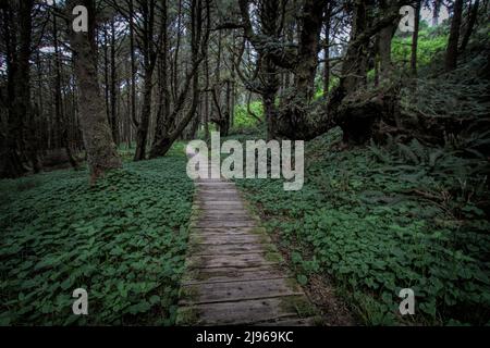 Die rustikale Promenade führt in einen Wald, dem Wanderer in der Nähe von Long Beach im Pacific Rim National Park in British Columbia, Kanada, folgen können. Stockfoto