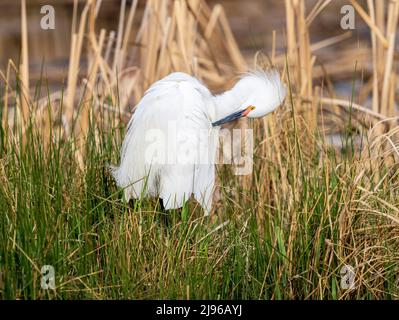 Ein Schneegreiher mit einem leuchtend gelben Auge und farbenprächtiger roter Überlieferung, der sich Anfang des Frühlings in einem natürlichen Lebensraum von Rohrsegeln und Gräsern ausweiht. Stockfoto