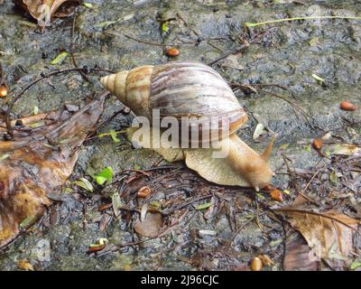 Helix pomatia - Schnecke krabbelt über einen nassen Kräuterstein. Stockfoto