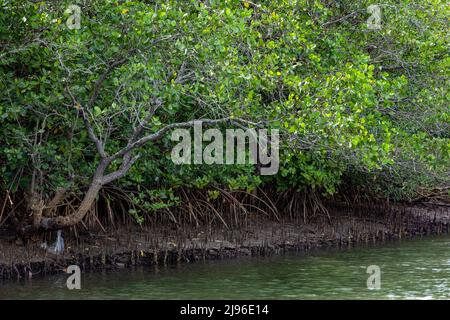 Nahaufnahme von Mangroven, die auf flachen Landflächen inmitten des Karli River, Devbag, Malvan, Maharashtra, Indien wachsen Stockfoto