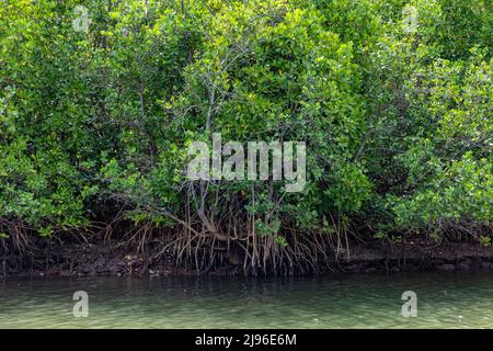 Nahaufnahme von Mangroven, die auf flachen Landflächen inmitten des Karli River, Devbag, Malvan, Maharashtra, Indien wachsen Stockfoto