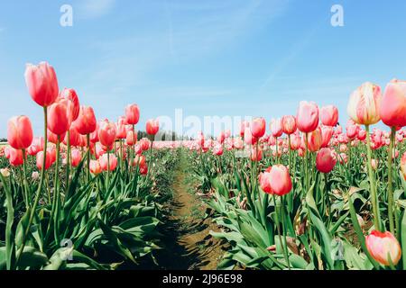 Schöne rosa Tulpen Feld auf blauem Himmel Hintergrund Stockfoto