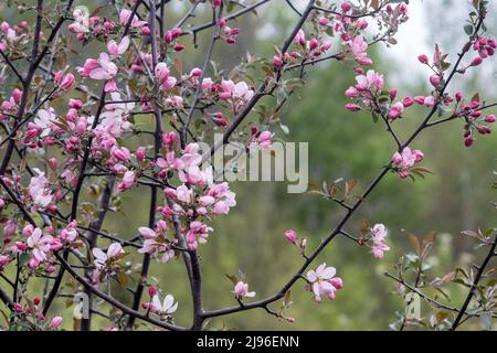 Wilde Apfelblüten blühen im Sprong Stockfoto